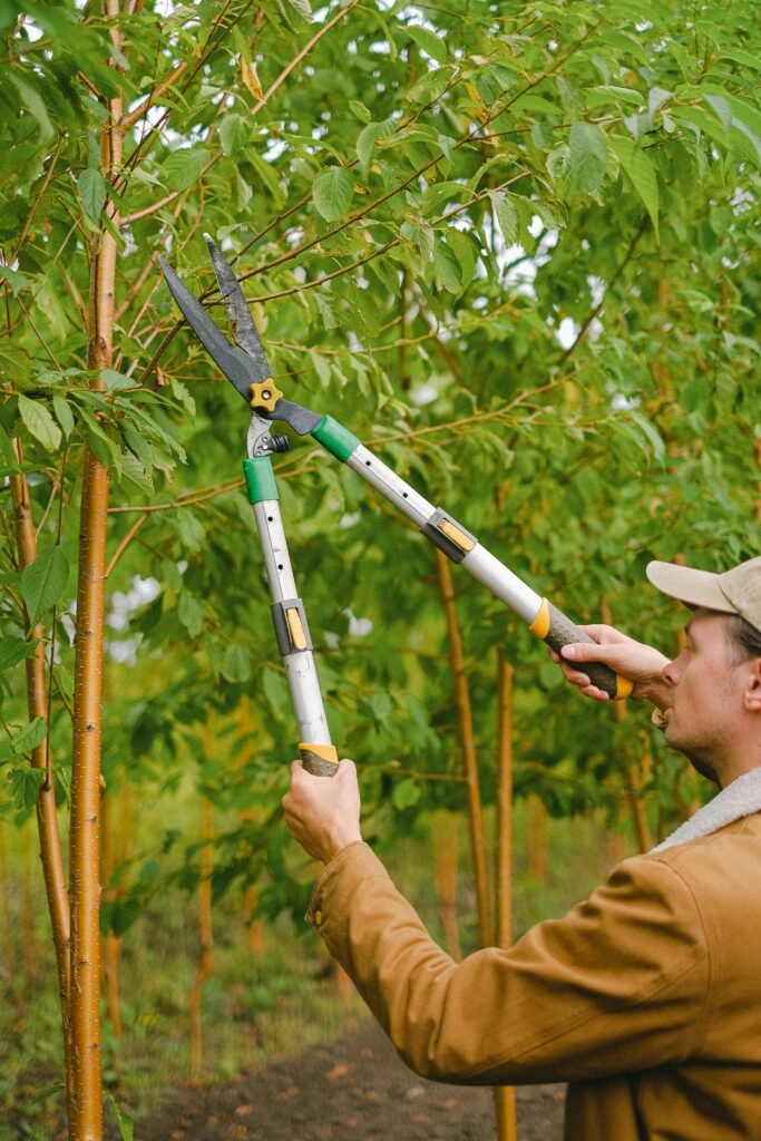 A male gardener using pruning shears to trim trees in a lush orchard.