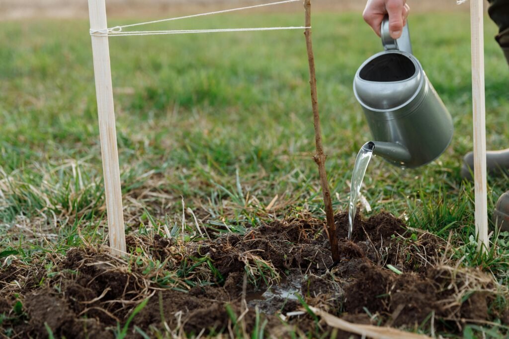 A person watering a young sapling with a metal watering can in a garden.